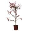 250mm Purple Japanese Maple - Acer palmatum Atropurpureum