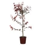 250mm Purple Japanese Maple - Acer palmatum Atropurpureum