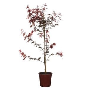 250mm Purple Japanese Maple - Acer palmatum Atropurpureum