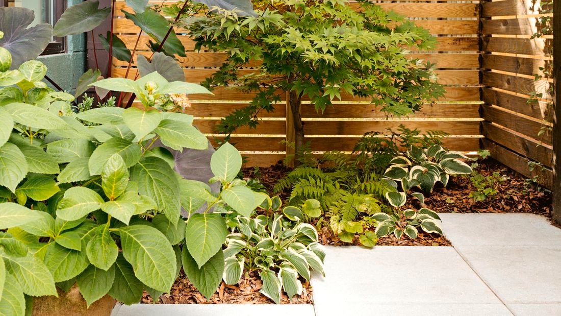 Close up of a small courtyard , timber fence with terracotta pot and lush green trees.