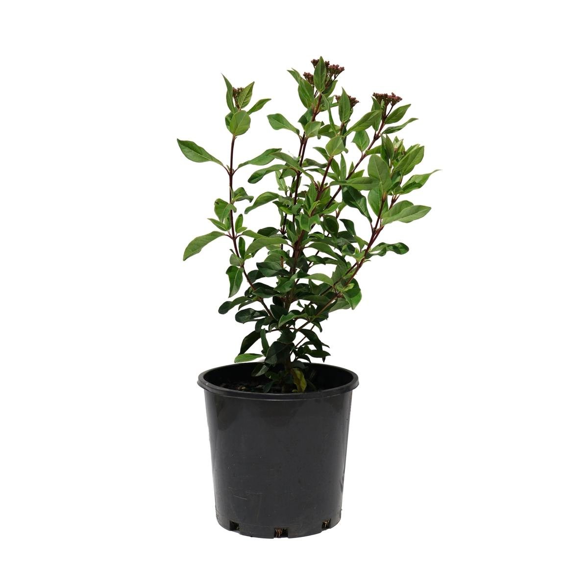 200mm Viburnum Snowball Tree - Bunnings Australia
