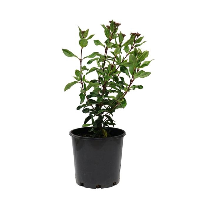 200mm Viburnum Snowball Tree