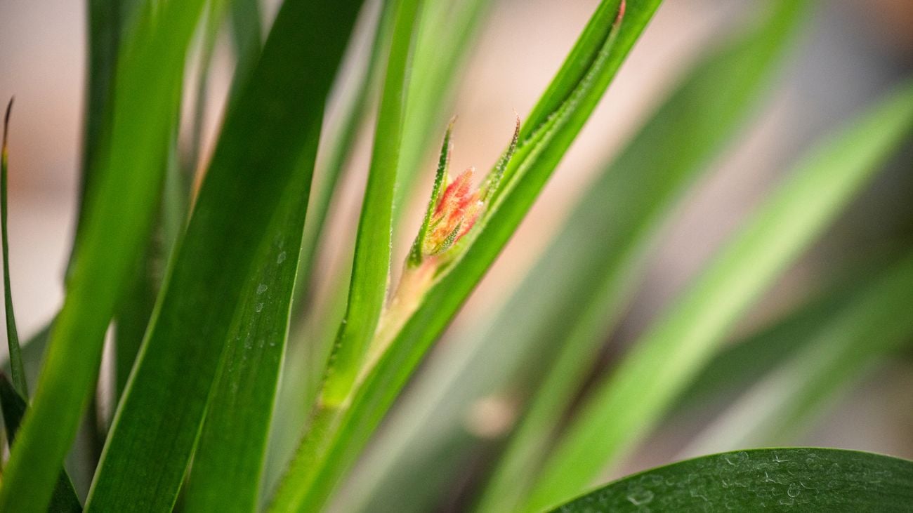 Kangaroo Paw Bush Tenacity