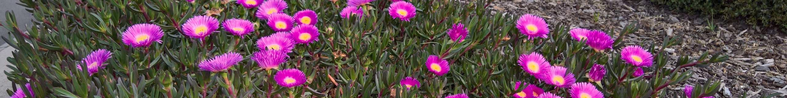 Aussie Rambler™ Carpobrotus - Commercial Planting.jpg