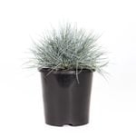 140mm Beyond Blue - Festuca glauca