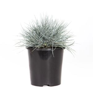 140mm Beyond Blue - Festuca glauca