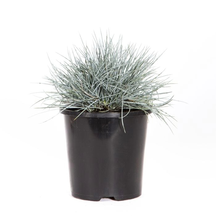 140mm Beyond Blue - Festuca glauca
