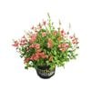 130mm Diascia - Genta Iconia