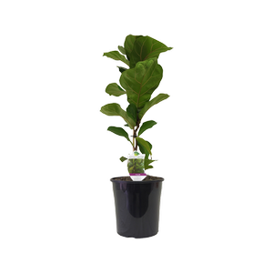 200mm Dwarf Fiddle Leaf Fig - Ficus lyrata Bambino