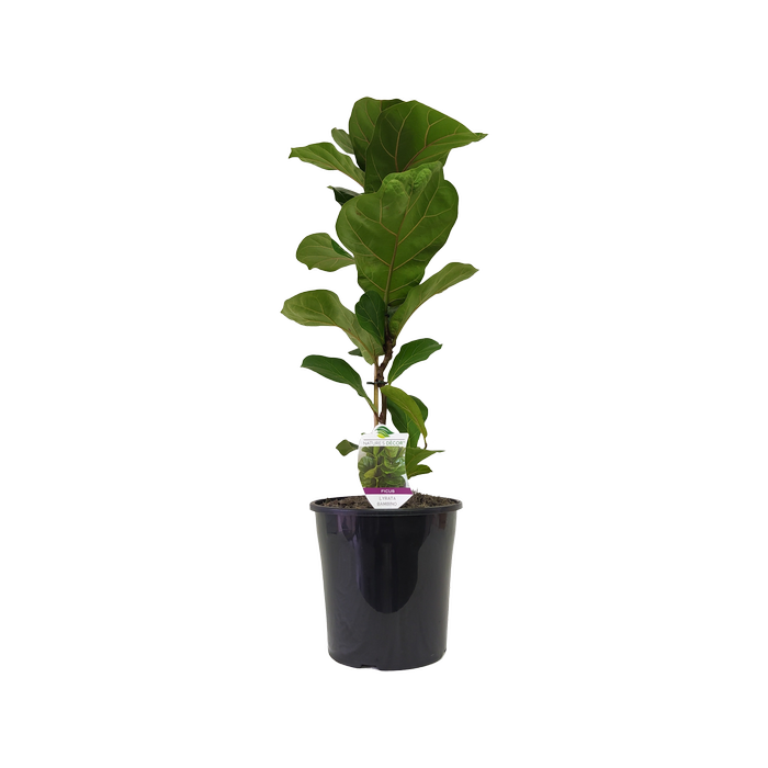 200mm Dwarf Fiddle Leaf Fig - Ficus lyrata Bambino