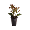 140mm Shady Lady Red - Telopea speciosissima Oreades
