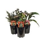 1L Mini Tuff Landscape Plants - Assorted