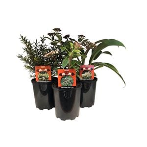 1L Mini Tuff Landscape Plants - Assorted