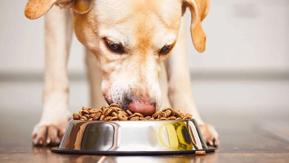 A close-up of a dog eating dry food out of a silver bowl