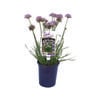 140mm Pink Pepper - Allium 'Pink Pepper'