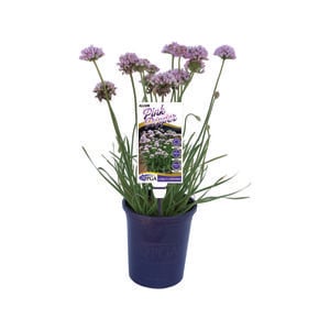 140mm Pink Pepper - Allium 'Pink Pepper'