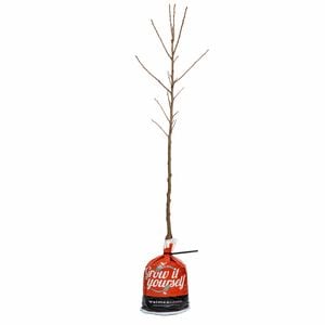 250mm Plum Purple King - Prunus domestica