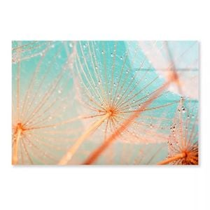 Dandelion & Water Drops   Print 100% Australian Made 120 x 90cm  (Acrylic)