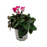 130mm Cyclamen Indiaka - Cyclamen persicum