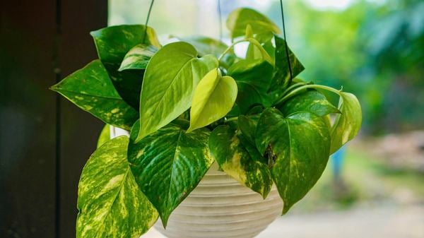 Mid shot of a hanging pot of Devil’s ivy.