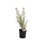 140mm Prostanthera Ovalifolia Variegated - Prostanthera ovalifolia