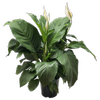 6L Peace Lily - Spathiphyllum wallisii Sylvana
