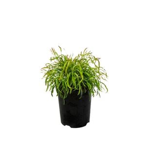 Plant-Acacia 140mm Cognata Fettuccini Pma