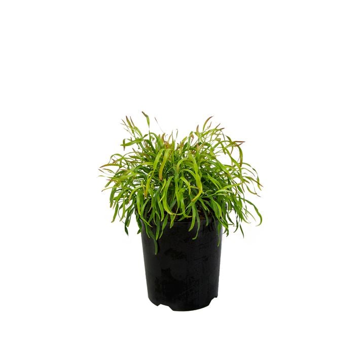 Plant-Acacia 140mm Cognata Fettuccini Pma