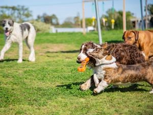 Large and small dogs playing in the park