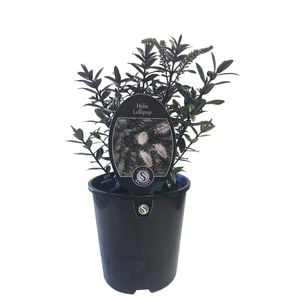 1.9L Hebe Lollipop - Hebe hybrid