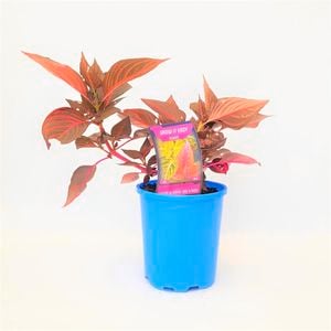 Grow It Easy 140mm Iresine Blood Leaf - Iresine Blazin Rose