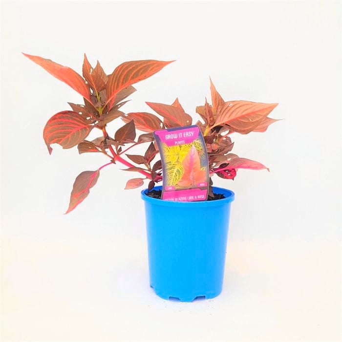 Grow It Easy 140mm Iresine Blood Leaf - Iresine Blazin Rose