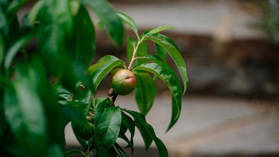 A close up of a stone fruit tree