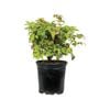 2.5L Sacred Bamboo 'Firepower' - Nadina pygmaea