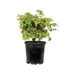 2.5L Sacred Bamboo 'Firepower' - Nadina pygmaea