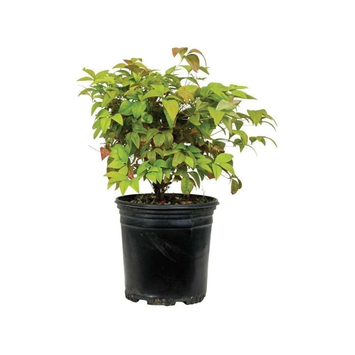 2.5L Sacred Bamboo 'Firepower' - Nadina pygmaea