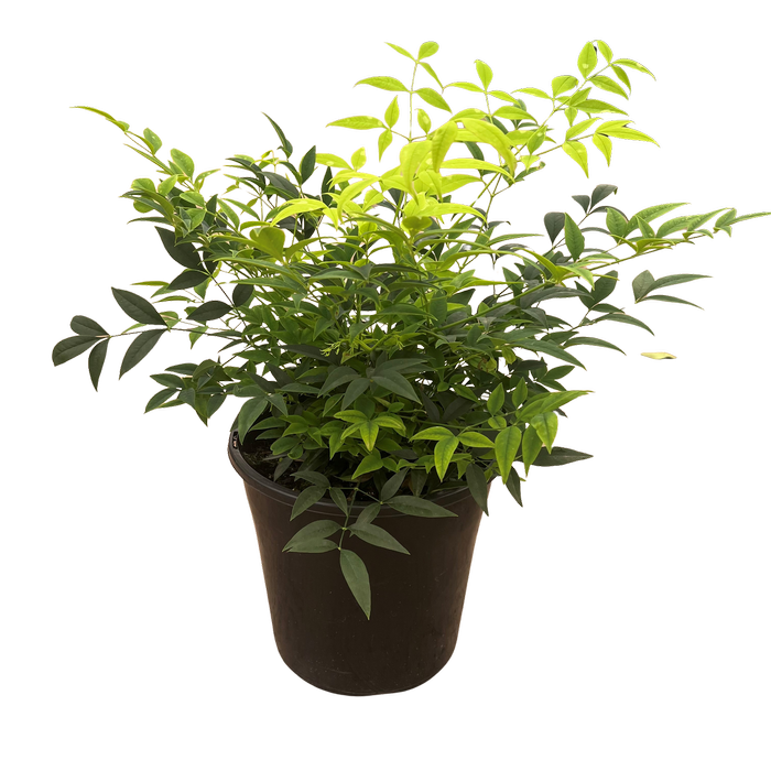 200mm Nandina Lemon Lime - Nandina domestica Alba LemLim