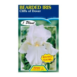 Fiesta Flower Bulbs Iris Germanica Cliffs Of Dover Bulb