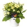 170mm Nicotiana Lime - Nicotiana x alata