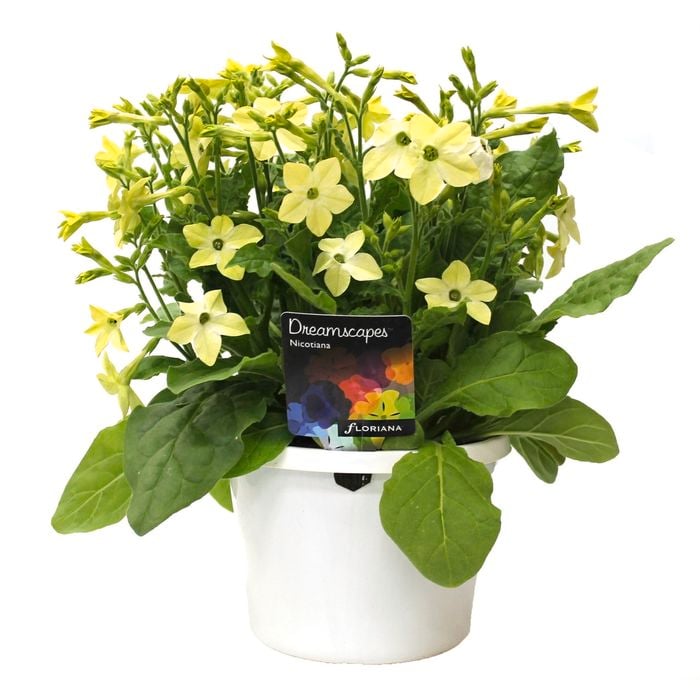 170mm Nicotiana Lime - Nicotiana x alata