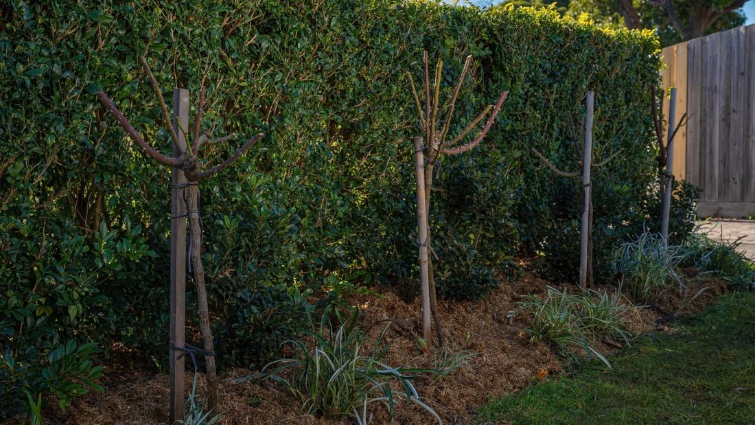 Rose plants in the garden after all pruning process completed.