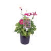 140mm Windflower - Anemone pamina