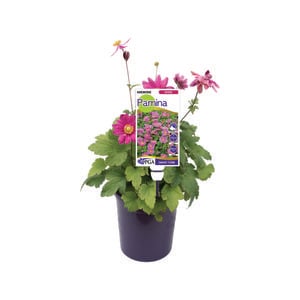 140mm Windflower - Anemone pamina