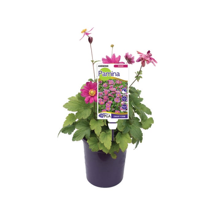 140mm Windflower - Anemone pamina