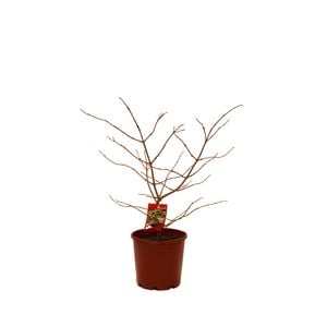 200mm Viburnum Shasta - Viburnum plicatum