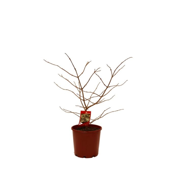 200mm Viburnum Shasta - Viburnum plicatum