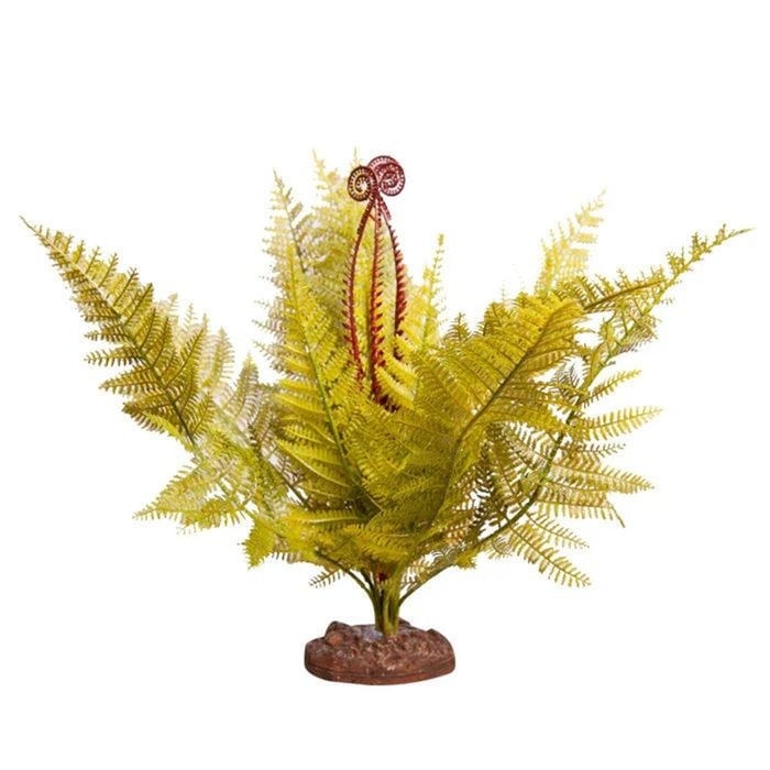 Reptile One Plant Large Eagle Fern Green With Ceramic Base