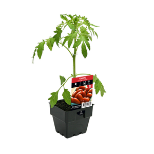125mm Tomato Lunchbox Buster - Solanum lycopersicum