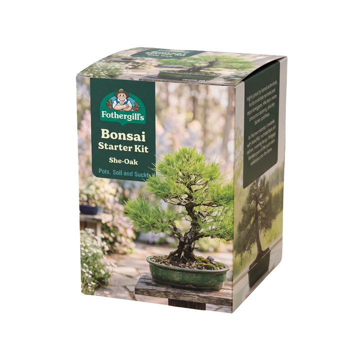 Fothergill's She Oak Bonsai Kit 