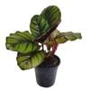 180mm Fasciata - Calathea rotundifolia